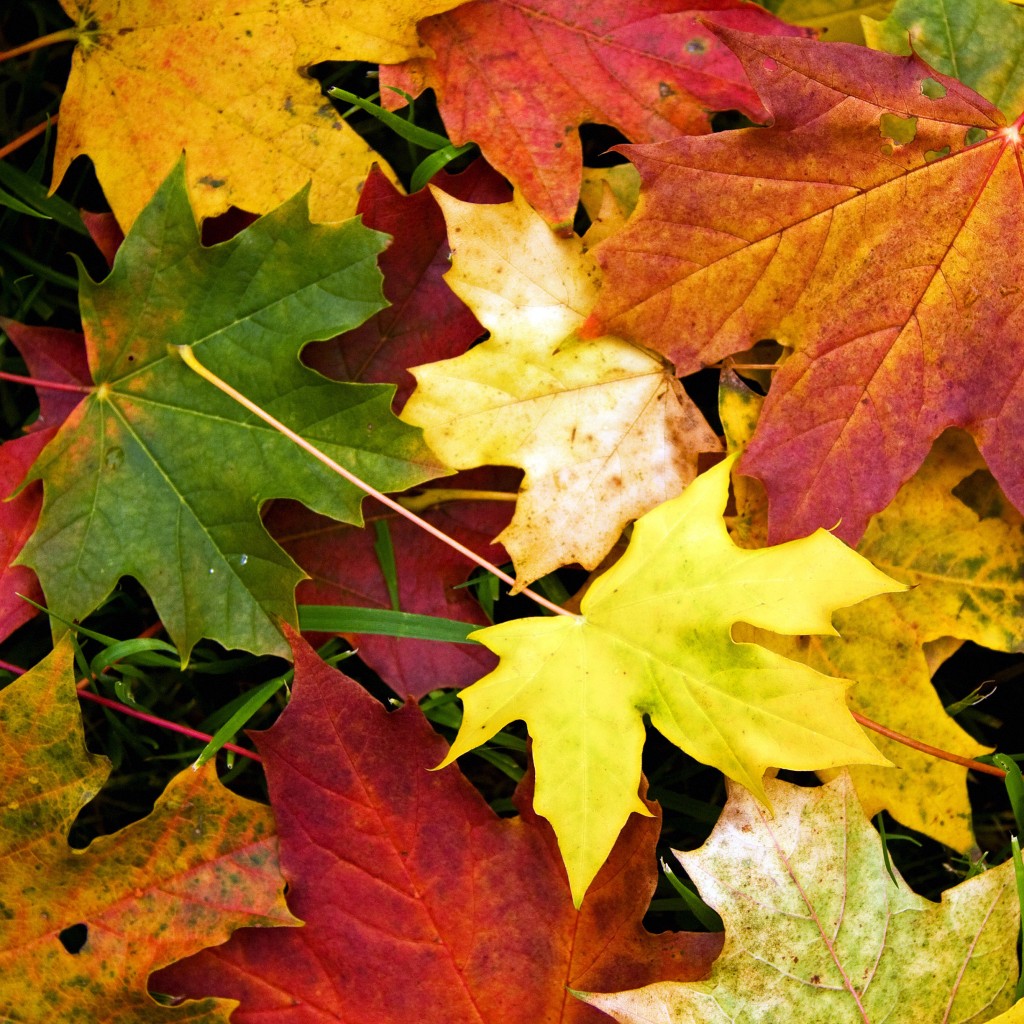 freeios7.com_apple_wallpaper_autumn-leaves-fall_ipad_retina_parallax